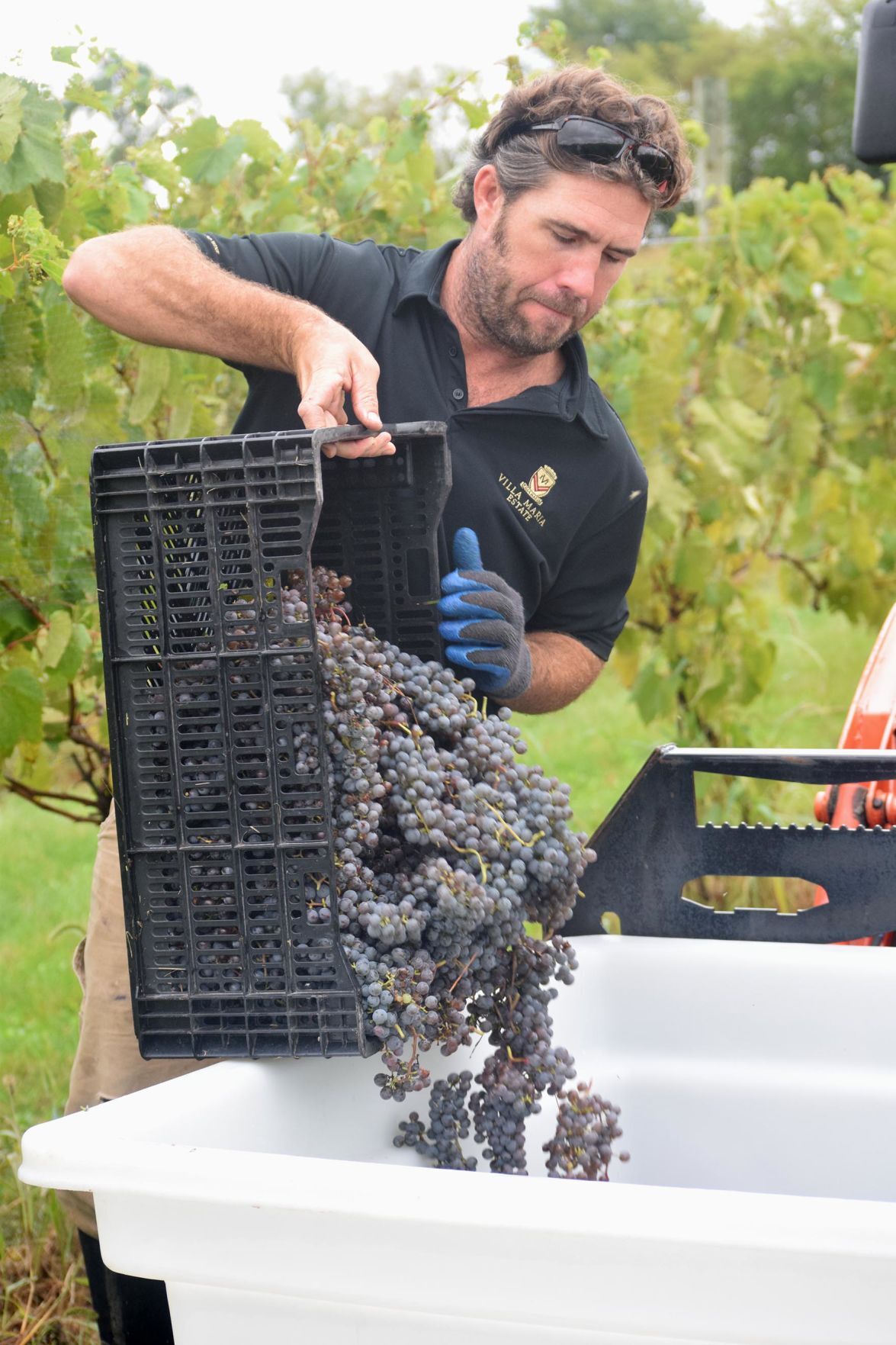 Grape picking 7.jpg